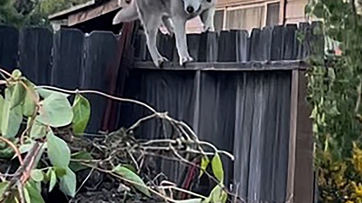 Will Brennan's Bat: Unpacking His Elite Contact and Hot Streaks